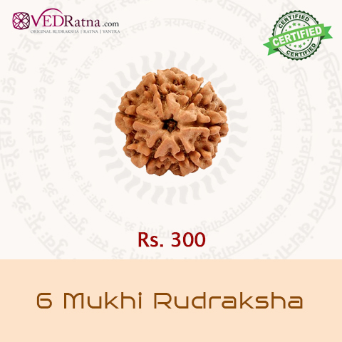 6 mukhi rudraksha 